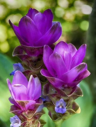 Matured Natural Curcuma Blue Flower Bulbs