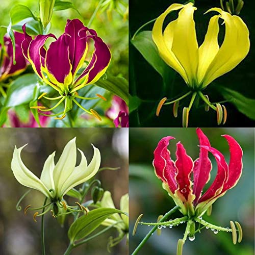 Matured Natural Gloriosa Mixed Flower Bulbs