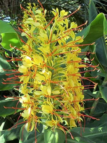 Matured Natural Hedychium Yellow Flower Bulbs