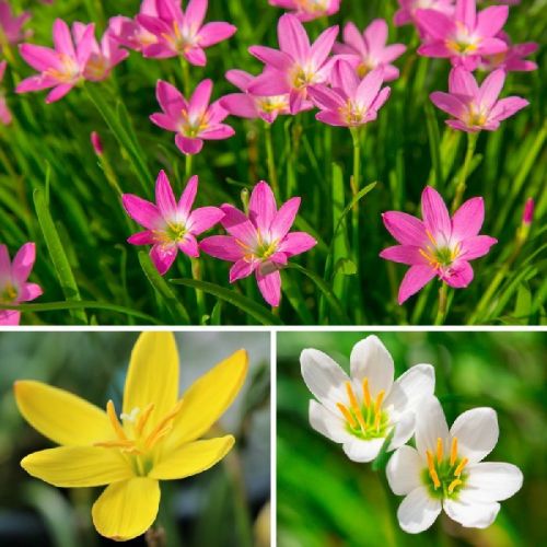 Rain Lily Mixed Flower Bulbs