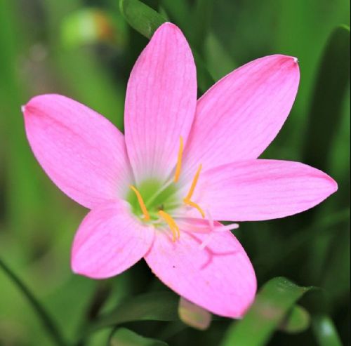 Rain Lily Pink Flower Bulbs