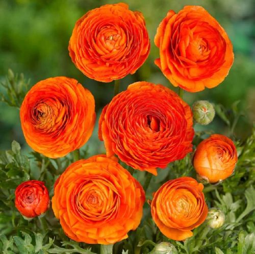 Matured Natural Ranunculus Orange Flower Bulbs