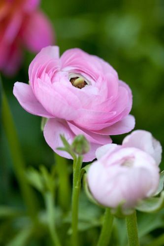 Matured Natural Ranunculus Pink Flower Bulb