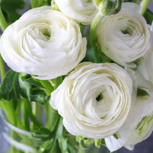 Matured Natural Ranunculus White Flower Bulbs