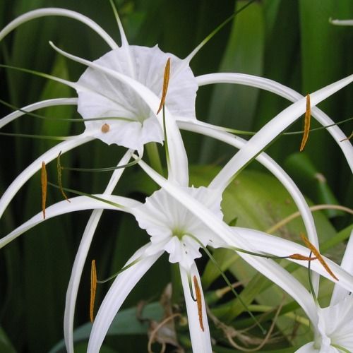 Matured Natural Spider Lily Flower Bulbs, Color : White