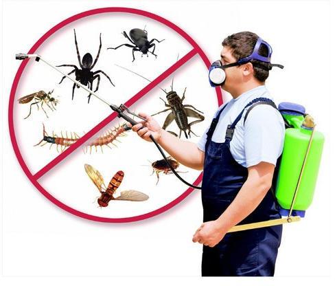 Pest Control Services