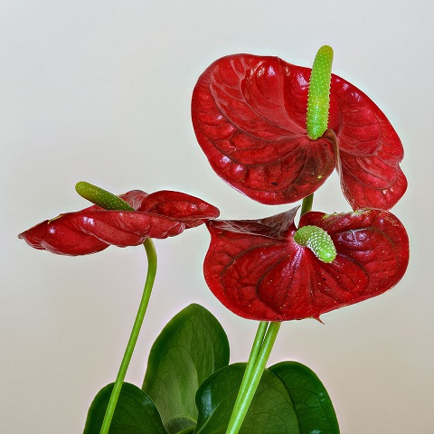 Fresh Anthurium Flowers, For Decorative, Garlands, Style : Natural