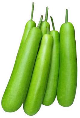 Organic Fresh Bottle Gourd, For Human Consumption, Color : Green