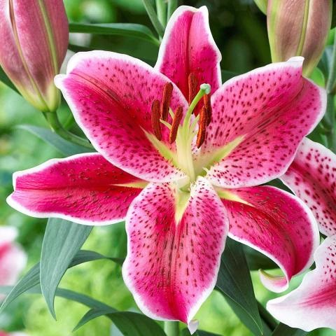 Organic Fresh Lily Flower, Style : Natural