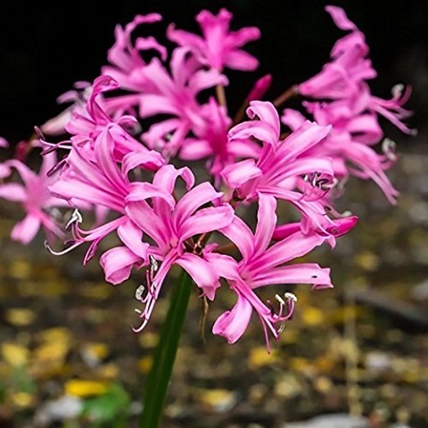 Organic Fresh Nerine Flower, Style : Natural