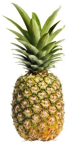 Fresh Pineapple, For Food, Juice, Snacks, Packaging Type : Jute Sacks