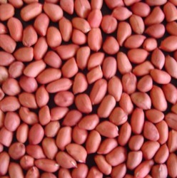 Peanut, Number Of Flower : Groundnut Seed