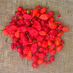 Natural King Red Chilli, For Food, Making Pickles, Feature : Hot Taste, Hygienic Packing, Optimum Freshness