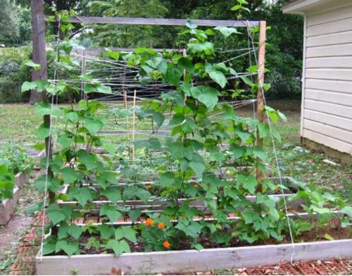 Steel Vegetable Garden Trellis, For Green House Accessories, Length : 10-100 M
