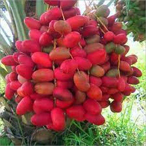 Fresh Red Dates