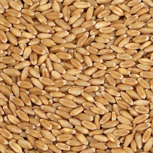 Organic Wheat Seeds, Style : Dried