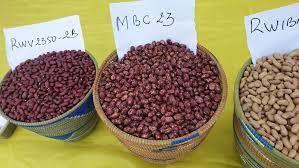 Common red kidney beans, Packaging Size : 10kg, 20kg for Cooking