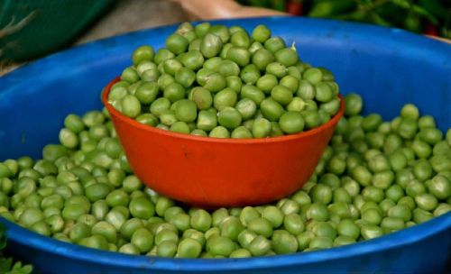 Natural Green Chickpeas, Packaging Size : 100gm, 250gm, 500gm