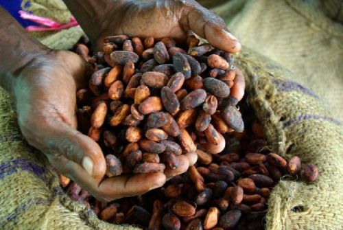 High Quality Cocoa Beans For Sale, Packaging Size : Jute Bags