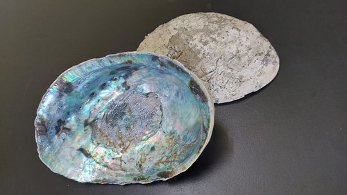 Abalone Shell, Color : Greenish