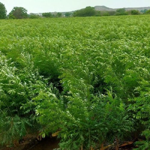 Blended Natural Fresh Curry Leaves, For Cooking, Spices, Food Medicine, Cosmetics, Color : Green