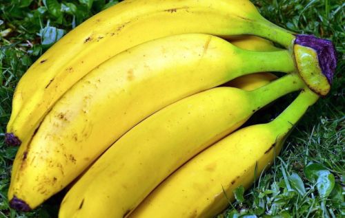 Organic Fresh Banana, Feature : Easily Affordable, Healthy Nutritious