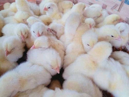 Broiler Chicks