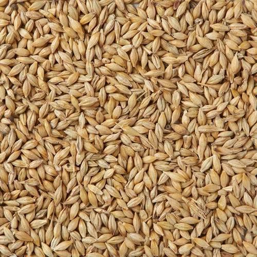 Organic Barley Seeds, Color : Brown