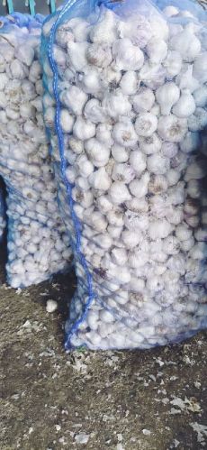 Garlic, Packaging Size : 1Kg