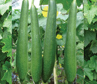 F1 Ellen Sponge Gourd Seeds, For Agriculture, Style : Natural