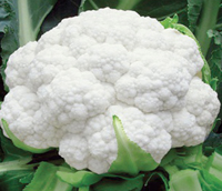 ICHIBAN F1 Natasha Cauliflower Seeds, Packaging Type : Plastic Pouch, Plastic Packet, Plastic Box