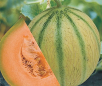 ICHIBAN Natural Muskmelon Seeds, For Agriculture