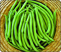 Ichiban Sonia Bush Beans, For Agriculture Use, Packaging Type : Plastic Bag, Ganny Bag