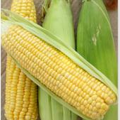 Common Sweet Corn Seeds, Shelf Life : 2years