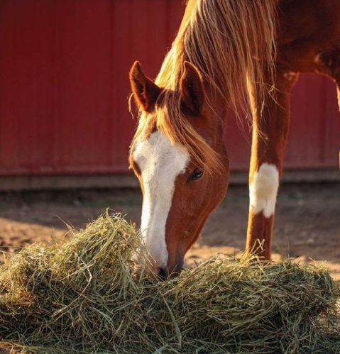 Horses Feed, Style : Dried