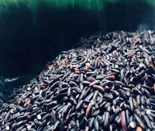 Hard Organic Black Rice, For Cooking, Certification : FSSAI Certified