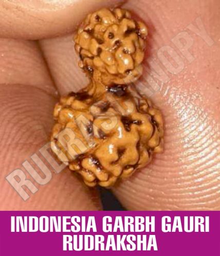 Brown Rudrascanopy Twin Round Beads Indonesia Garbh Gauri Rudraksha, Certification : Online Certified