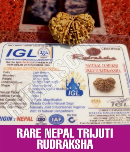 Rudrascanopy Round Rare Nepal Trijuti Rudraksha, Size : 35 Mm Approx