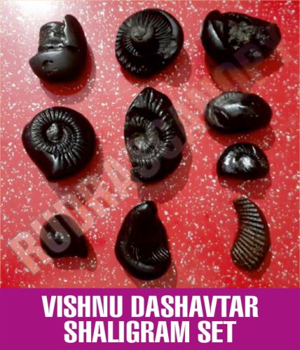 Black Rudrascanopy Vishnu Dashavtar Shaligram