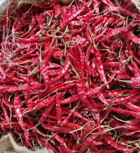 Teja Dried Red Chilli, Length : 5 To 6 Cms