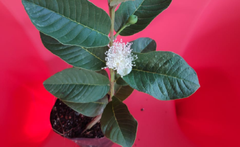 Taiwan Pink Guava Plant, For Gardening Or Selling Purpose, Packaging Type : Poly Bag