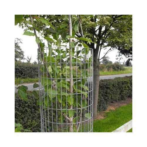 Mild Steel Metal Tree Guard