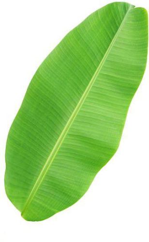 Natural Fresh Banana Leaves, Color : Green