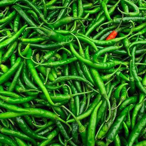 Natural Fresh Green Chilli, For Human Consumption, Packaging Type : Jute Bag