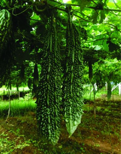 F1 8824 Bitter Gourd Seeds, For Seedlings, Specialities : Good Quality
