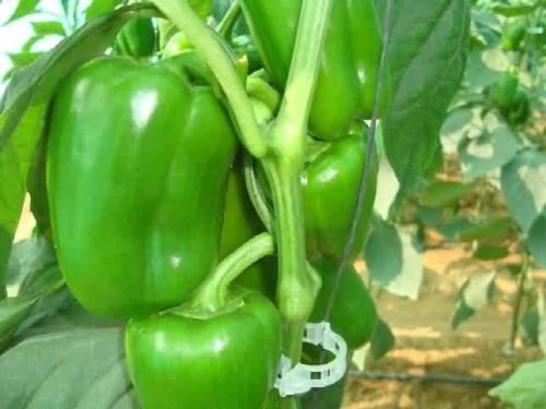 Seeways F1 Ambassador Capsicum Seeds, Packaging Type : Plastic Packet