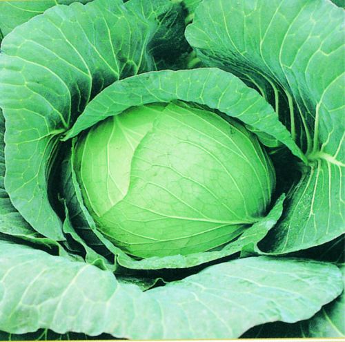 F1 Anjali 66 Cabbage Seeds, For Seedlings, Specialities : Good Quality