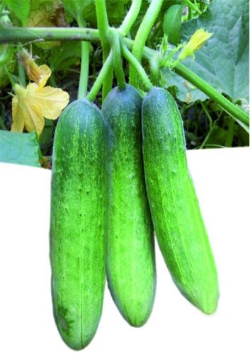 F1 Emaad 786 Cucumber Seeds, For Seedlings, Specialities : Good Quality