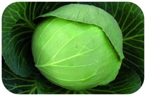 Seeways Organic F1 Lalita Cabbage Seeds, For Seedlings, Specialities : Good Quality