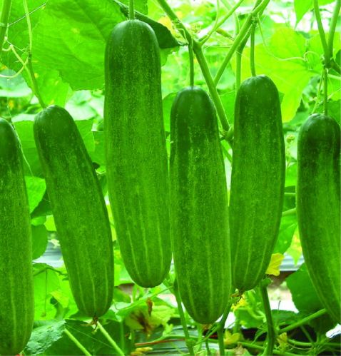 F1 Mukhiya 444 Cucumber Seeds, For Seedlings, Specialities : Good Quality